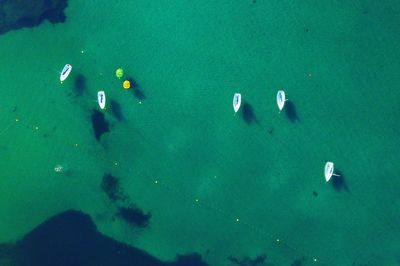 High angle view of fishes swimming in sea