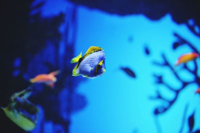 Close-up of fish swimming in sea