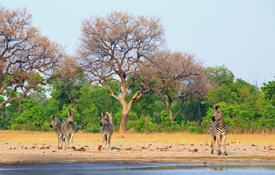 Zebras next to a waterhole with bush background