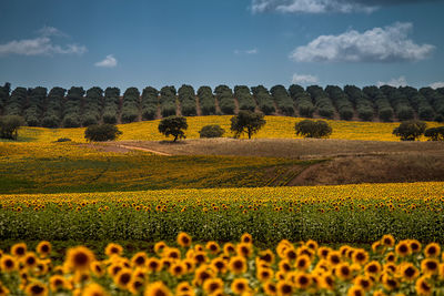 Scenic view of field against sky