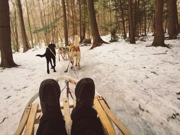 Dog standing on tree trunk in forest