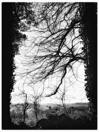 Bare trees in forest against sky