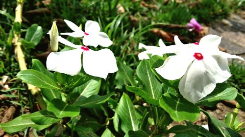 Close-up of white flowers