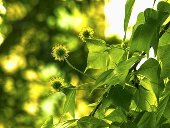 Plants growing in sunlight