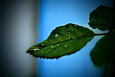 Close-up of wet leaf