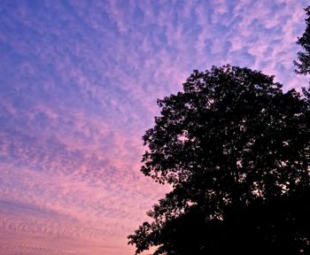 Low angle view of trees against sky