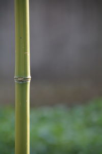 Close-up of bamboo growing outdoors