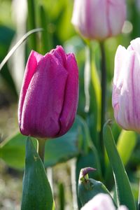 Close-up of pink tulip