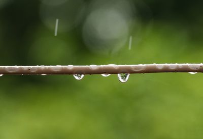 Close-up of wet plant during rainy season