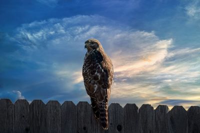 bird of prey