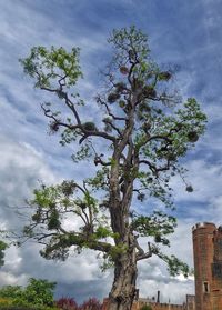 Low angle view of tree against sky