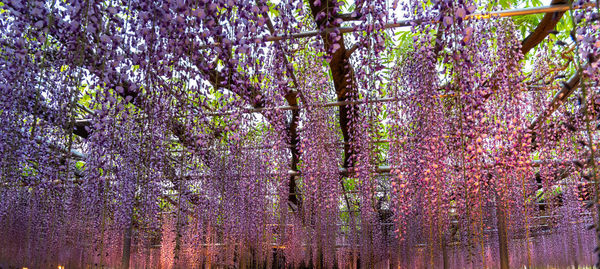 Cherry blossom trees in forest