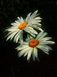 Close-up of white daisy flowers