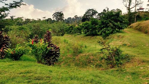 Scenic view of grassy field against cloudy sky