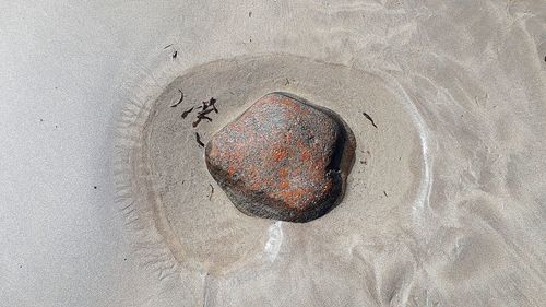 High angle view of shell on sand