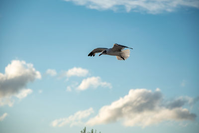 Low angle view of seagull flying in sky