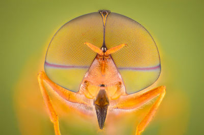 Close-up of insect on flower