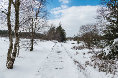 Snow covered plants and trees against sky