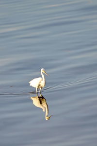 Bird in a lake