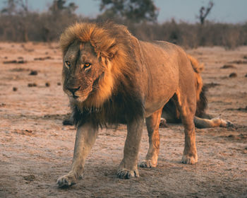 Lioness running on field