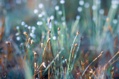 Close-up of flowering plants on land