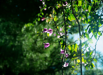 Close-up of pink flowering plant against tree