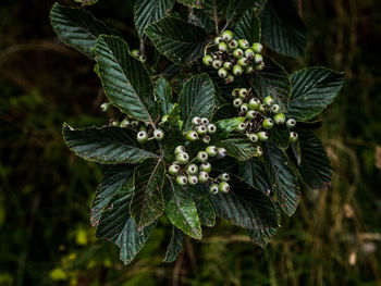 Dark beautiful leaves 