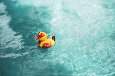 High angle view of duck toy floating in swimming pool