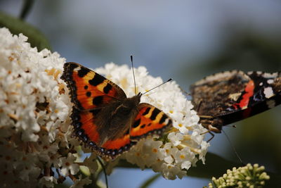 Close-up of butterfly on flowers