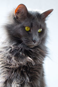 Close-up portrait of a cat
