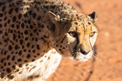 Close-up portrait of cheetah