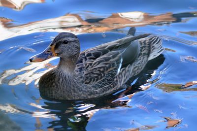 Close-up of duck swimming in lake