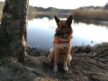 Dog sitting in water