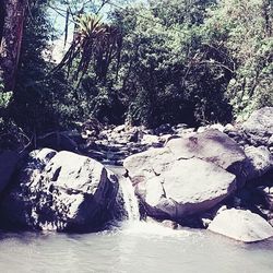 Scenic view of rocks in forest