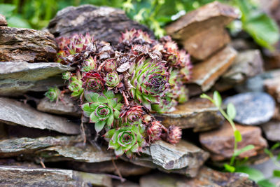 Close-up of wilted plant