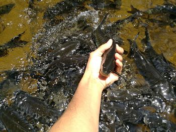 Close-up of hand feeding in water