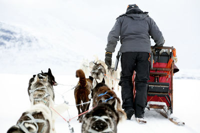 Dogs pulling sleigh