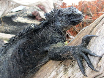 Close-up of lizard in zoo