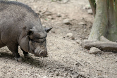 Close-up of a pig