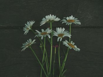 Close-up of flowers blooming outdoors