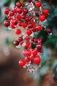 Close-up of red berries on tree