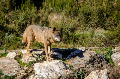 Cat standing on rock against trees