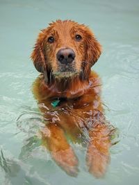Portrait of dog in a lake