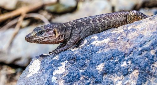 Close-up of lizard on rock