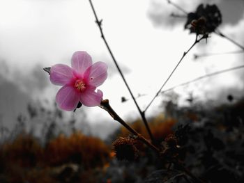 Close-up of pink flowers