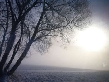 Bare trees on field