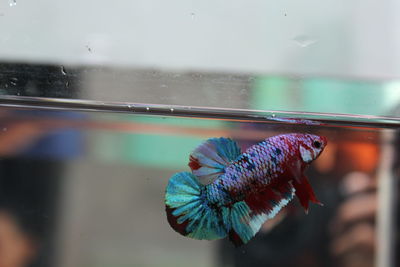 Close-up of fish in glass window