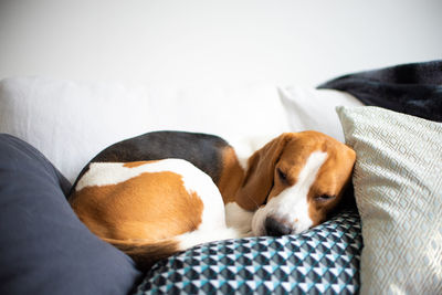 Dog sleeping on sofa