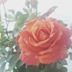 Close-up of red rose