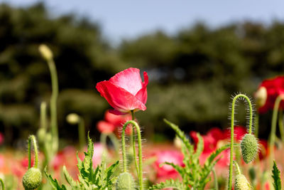 Close-up of pink poppy blooming outdoors